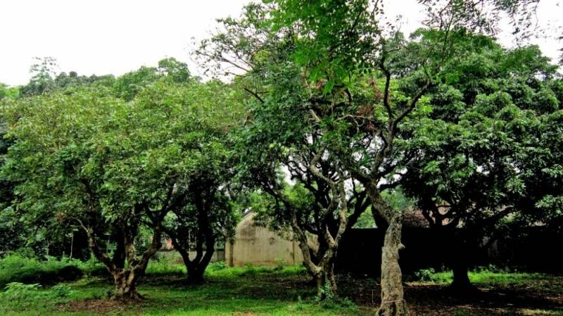 Vườn Nhãn Bạc Liêu: Đặc Sản Nổi Tiếng Miền Tây Gallery 2