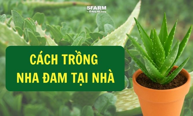 Trồng cây nha đam có tác dụng gì? Gallery 1