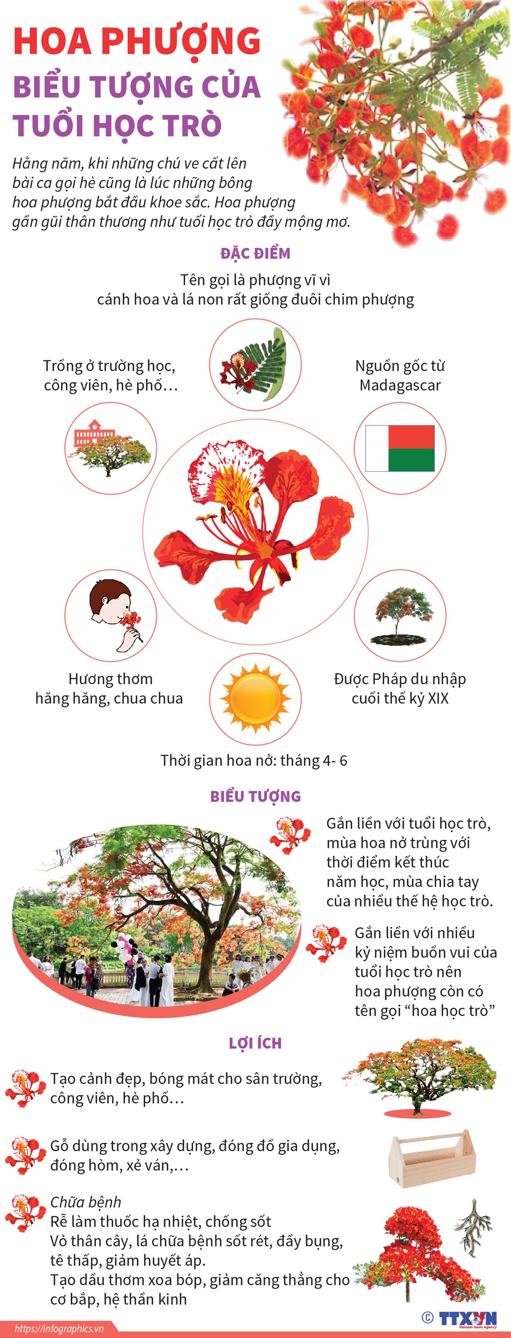 Lợi ích của cây Phượng Gallery 1