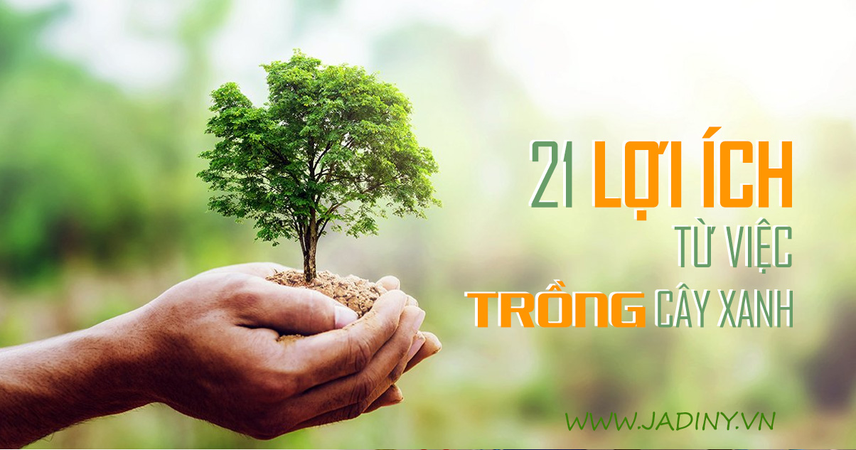Tại Sao Phải Trồng Nhiều Cây Xanh? Gallery 2