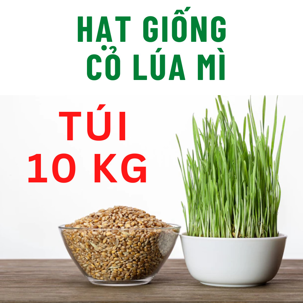 Hạt Giống Cỏ Lúa Mì: Nguồn dinh dưỡng dồi dào cho sức khỏe Gallery 1