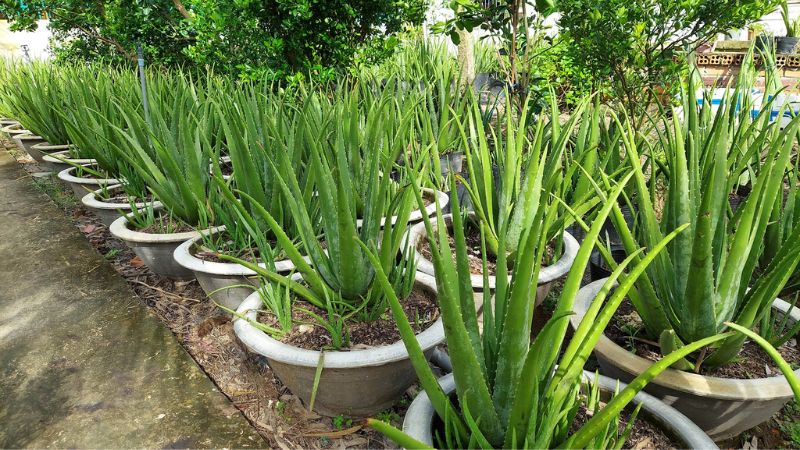 Trồng cây nha đam có tác dụng gì? Gallery 2