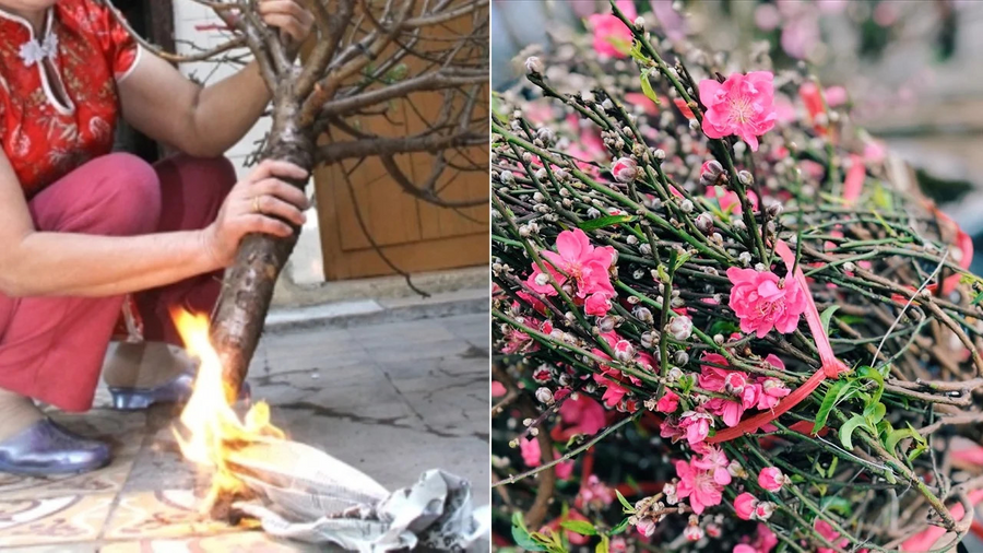 Có Nên Đốt Gốc Cành Đào? Gallery 1