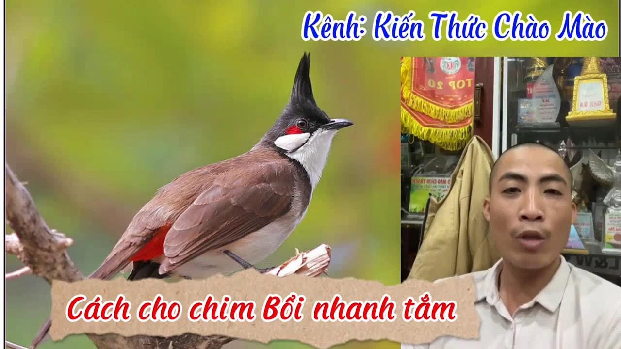 Chào Mào Thay Lông Có Nên Cho Ăn Chuối? Gallery 1