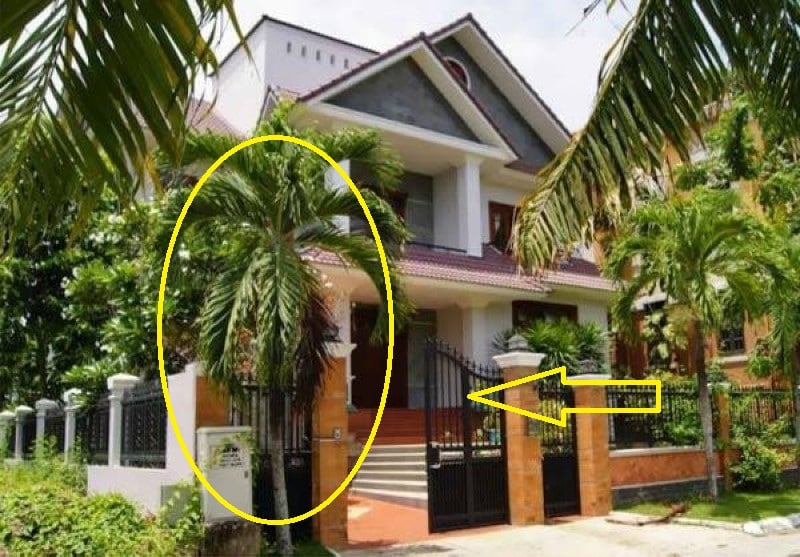 Trồng cau trước nhà nên trồng mấy cây? Gallery 2