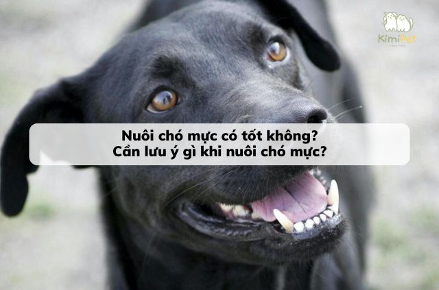 Lông Chó Mực Có Tác Dụng Gì?
