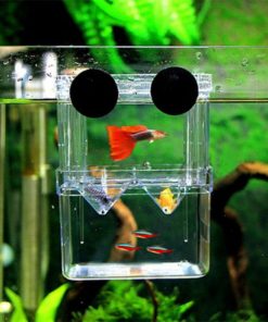 Lòng Đẻ Cá Bảy Màu: Hướng Dẫn Chi Tiết & Kinh Nghiệm Chăm Sóc