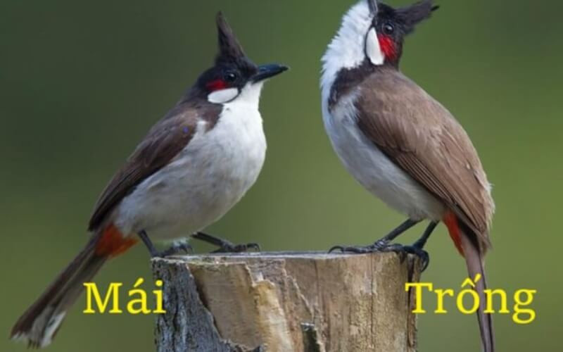 Lông Đuôi Chào Mào Trống: Nguyên Nhân và Cách Khắc Phục