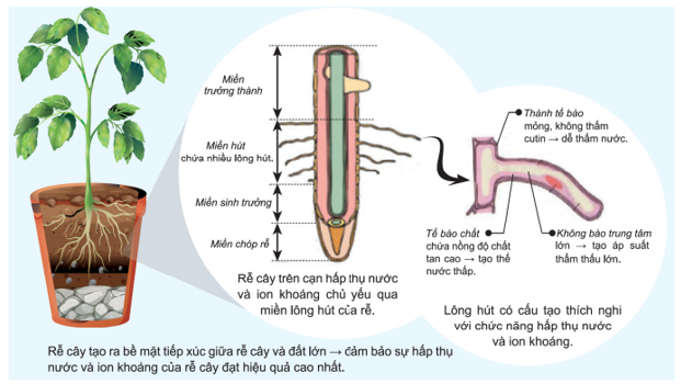 Lông Hút Là Gì? Tìm Hiểu Về Loại Vật Liệu Này