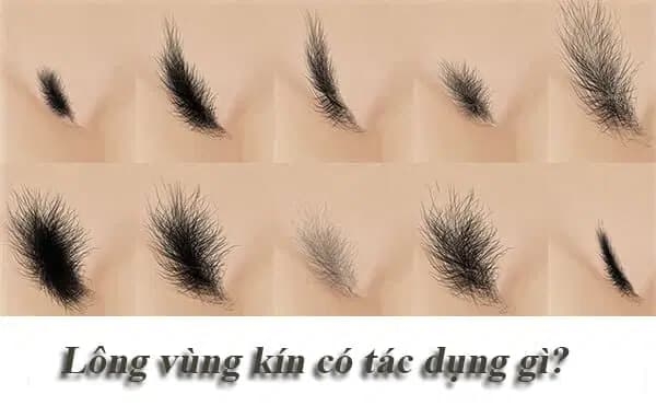 Lông vùng kín rậm phải làm sao?
