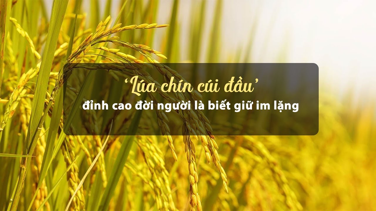 Lúa chín cuối đầu