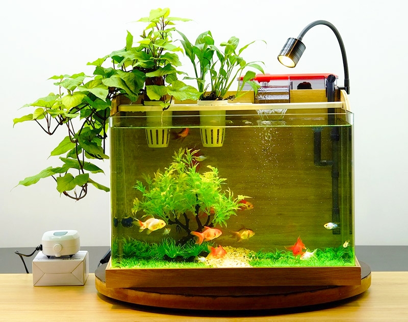 Bể Cá Cảnh Để Bàn: Thêm Điểm Nhấn Tinh Tế Cho Không Gian Làm Việc Và Sinh Hoạt Gallery 1