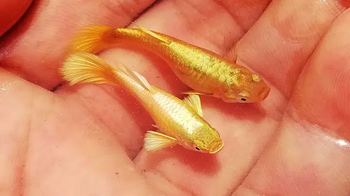 Cá Bảy Màu Koi: Sự Kết Hợp Hoàn Hảo Giữa Sắc Đẹp và Sự Dễ Nuôi Gallery 2