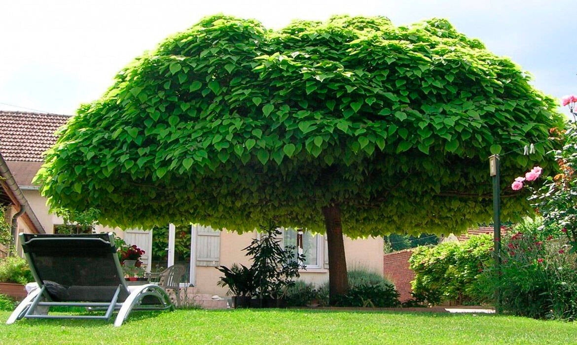 Cây Bóng Mát Trước Nhà: Lựa Chọn Hoàn Hảo Cho Ngôi Nhà Xanh Mát Gallery 1
