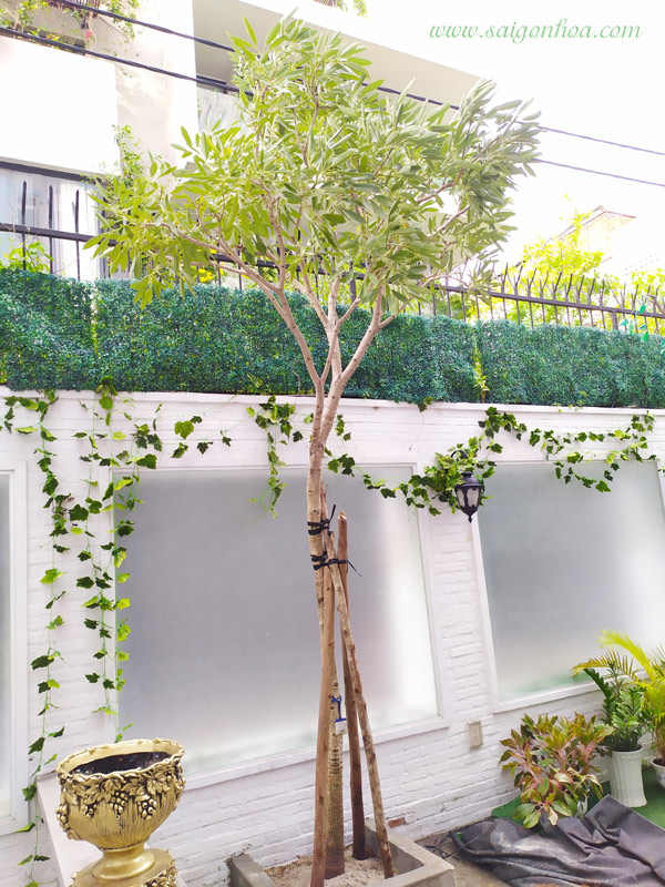 Cây Bóng Mát Trồng Chậu: Giải Pháp Hoàn Hảo Cho Không Gian Xanh Gallery 1