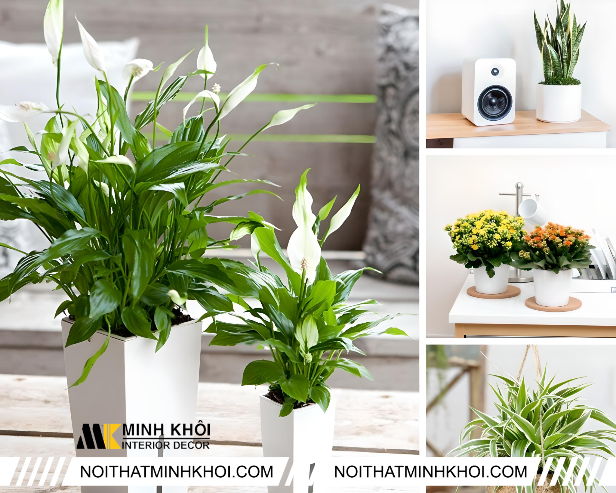 3 Loại Cây Để Trên Bàn Thờ Phổ Biến Và Ý Nghĩa Gallery 1