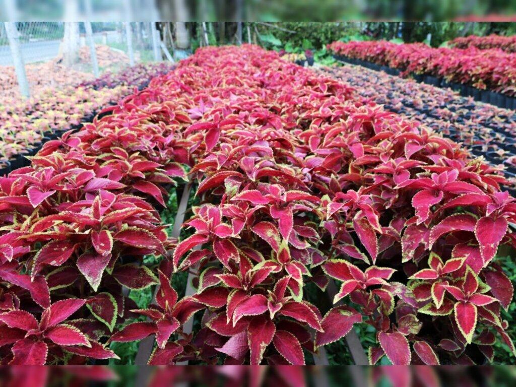 Cây Cảnh Màu Đỏ: Thắp Sáng Không Gian Sống Của Bạn Gallery 2