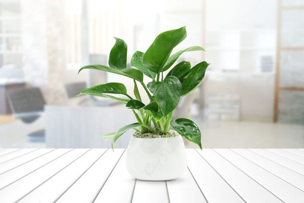 Cây Cọ Nhà Vệ Sinh - Lựa Chọn Hoàn Hảo Cho Vệ Sinh Sạch Sẽ Gallery 2