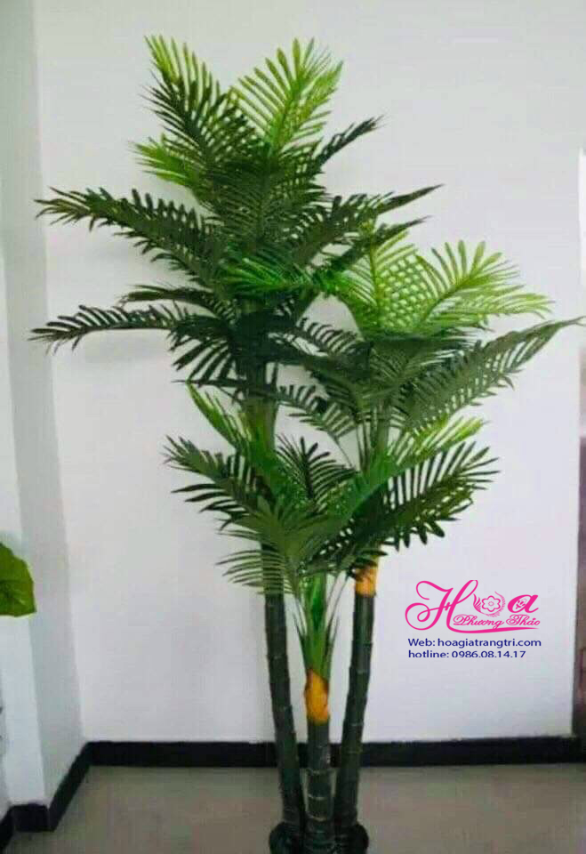 Cây Dừa Cảnh Thân To: Chọn lựa hoàn hảo cho không gian sống xanh Gallery 2