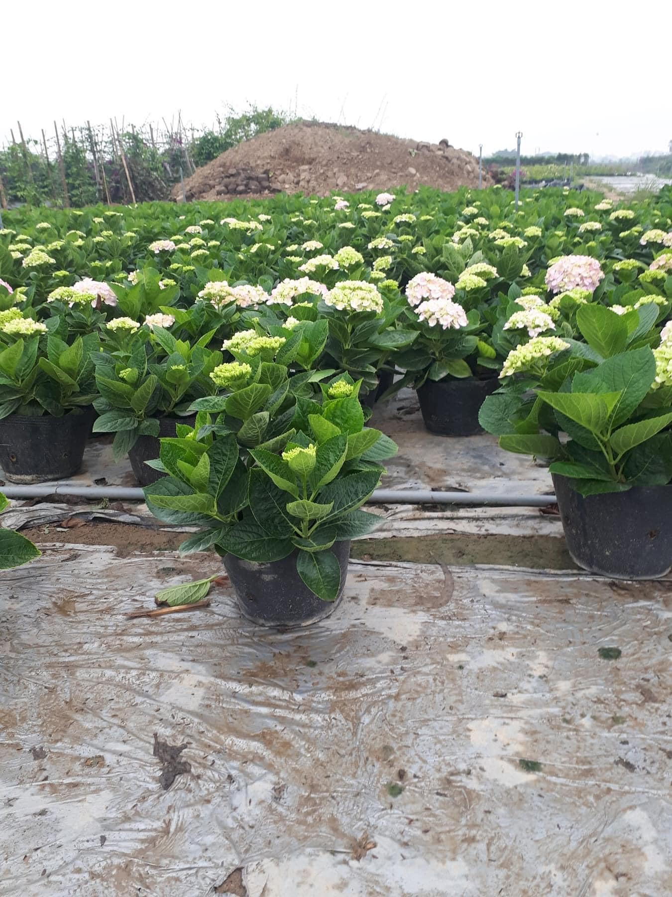 Cây Giống Cẩm Tú Cầu: Mua Ở Đâu, Giá Bao Nhiêu, Trồng Như Thế Nào? Gallery 1