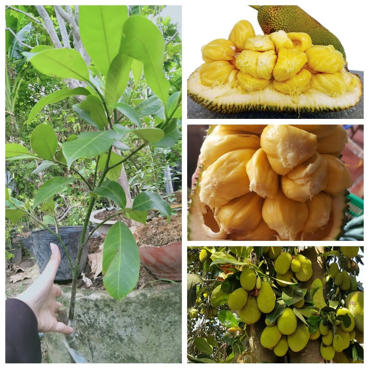 Cây Giống Mít Tố Nữ - Nguồn Cung Cấp Giống Chất Lượng Cao Gallery 2