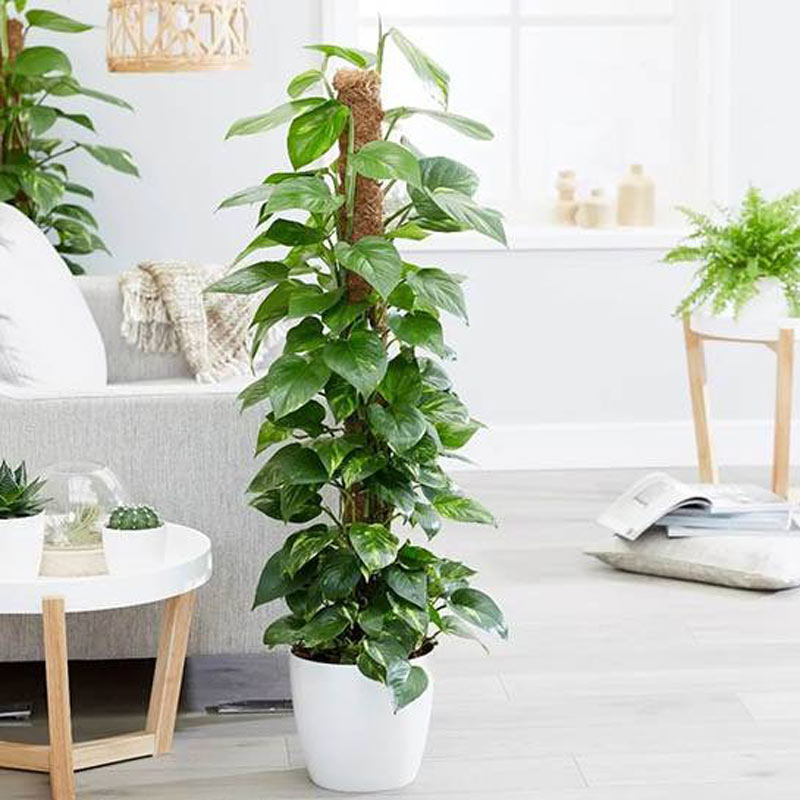 Cây Lá To Để Trong Nhà: Làm Sao Chọn Được Loại Phù Hợp? Gallery 1