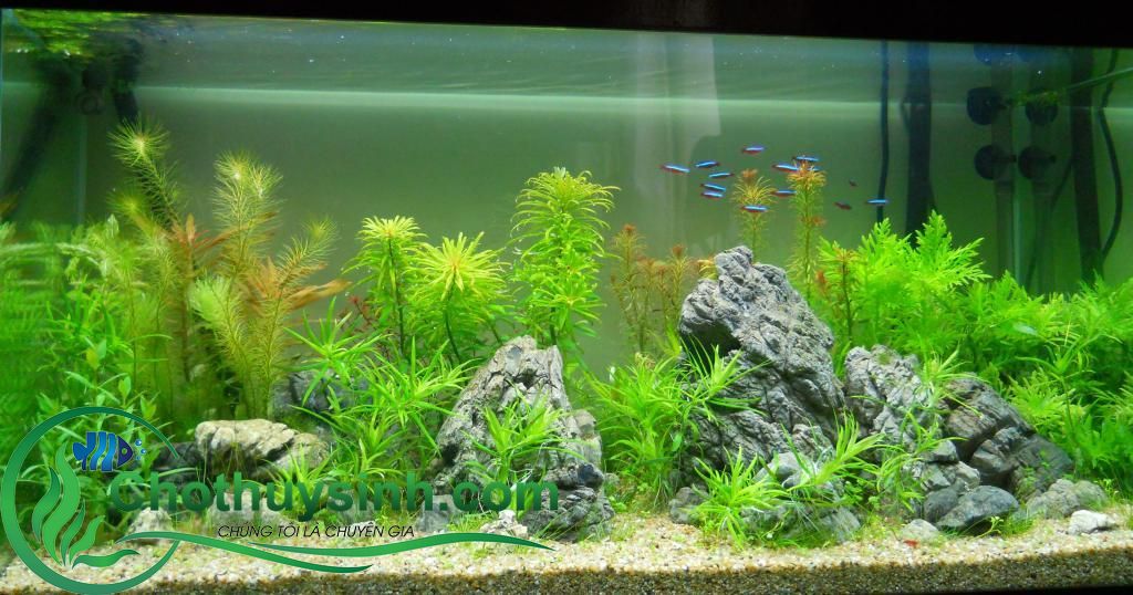 Cây Thủy Sinh Không Cần Đất Nền và CO2 Gallery 2