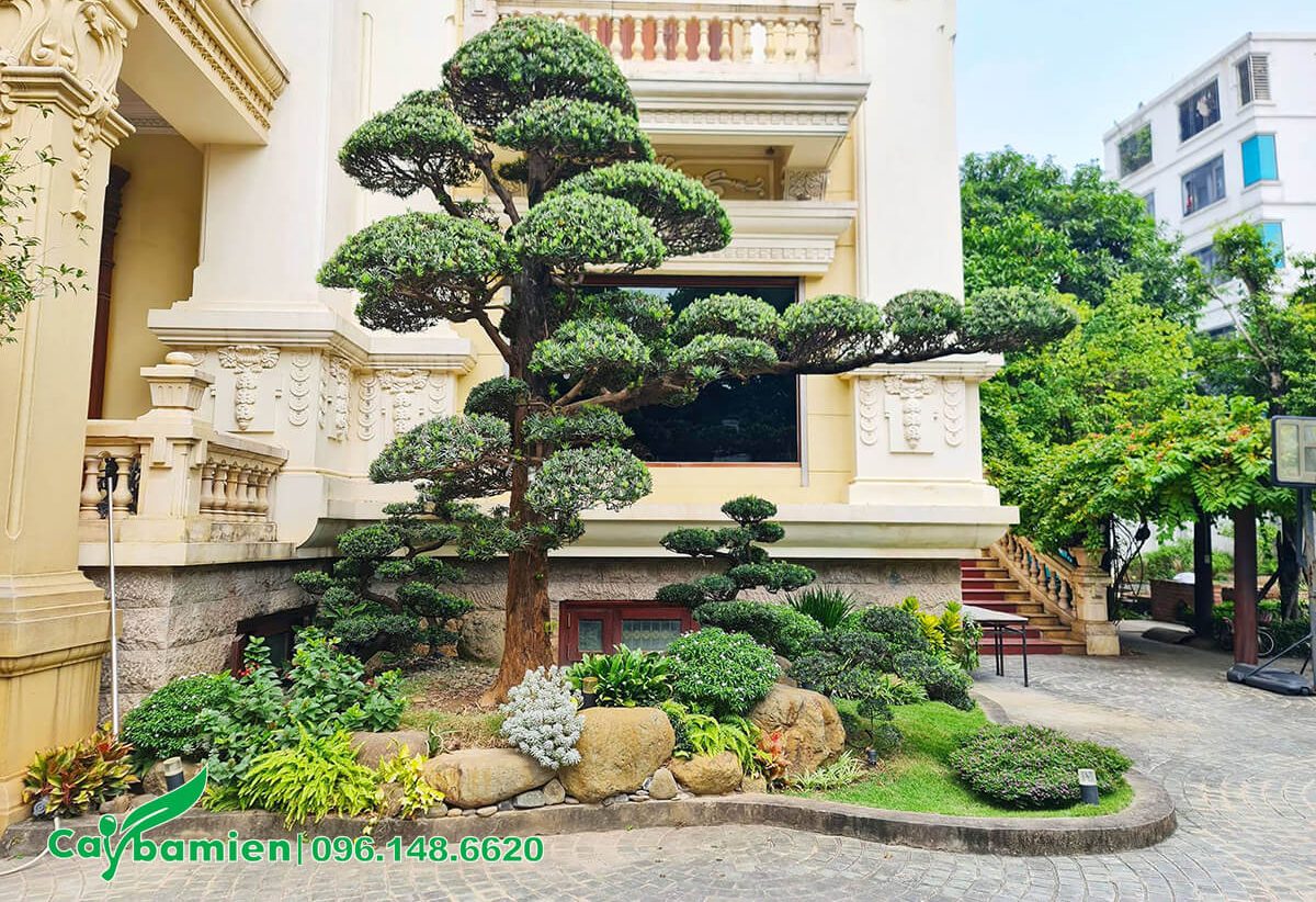 Cây Trồng Sân Vườn Lấy Bóng Mát Gallery 2