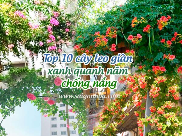 Cây Leo Giàn Ăn Được Quanh Năm Gallery 2