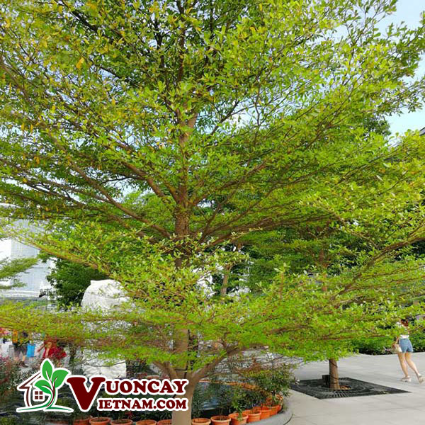 Cây Tán Rộng Trồng Trong Nhà: Làm Sao Chọn Và Chăm Sóc? Gallery 1