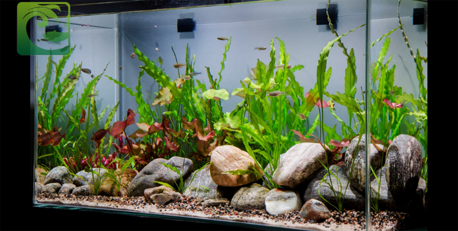 Cách Làm Hồ Thủy Sinh Không Cần CO2 Gallery 1