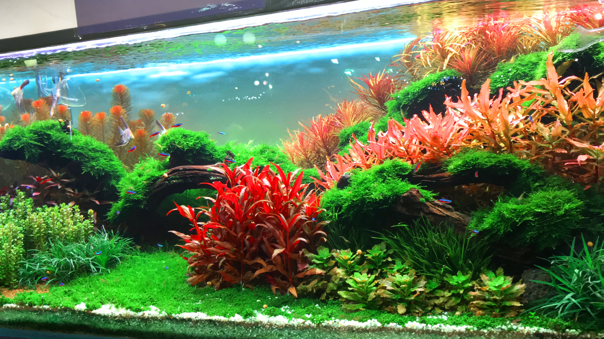 Cây Thủy Sinh Trải Nền Không Cần CO2 Gallery 1