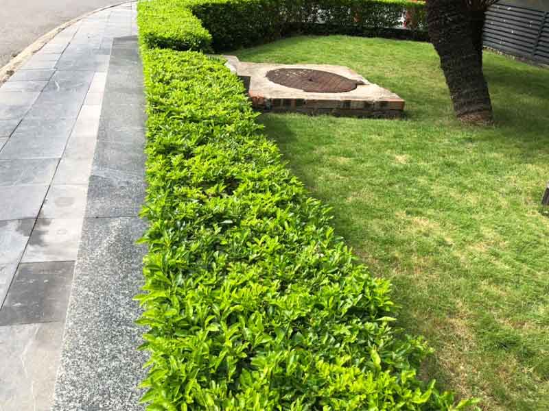 Cây Trồng Viền Thấp: Lựa Chọn Hoàn Hảo Cho Khu Vườn Của Bạn Gallery 1