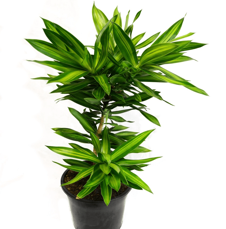 Những Cây ưa Bóng Râm lý tưởng cho không gian xanh của bạn Gallery 2