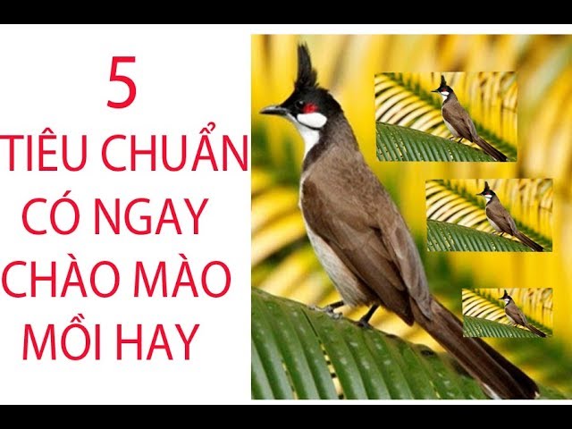 Chào Mào Mồi Bẫy: Hướng Dẫn Chi Tiết và Kinh Nghiệm Gallery 1