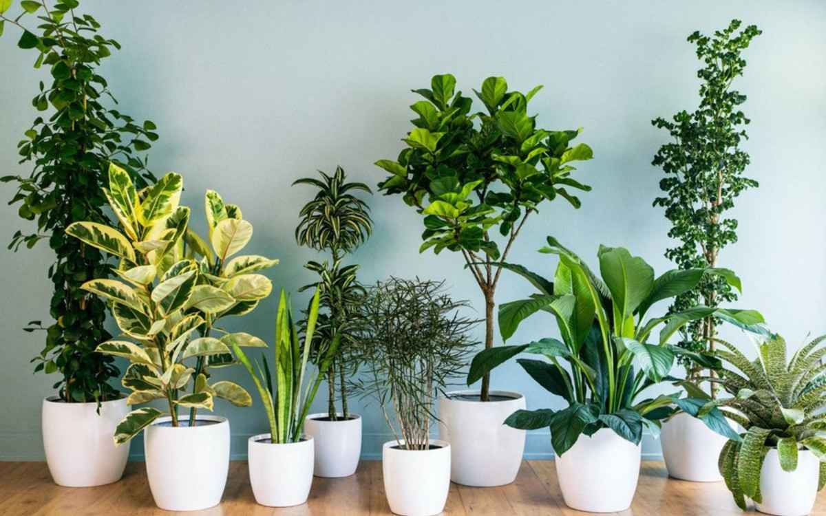 Chậu Cây Cảnh Loại To: Lựa Chọn Hoàn Hảo Cho Không Gian Xanh Lớn Gallery 2
