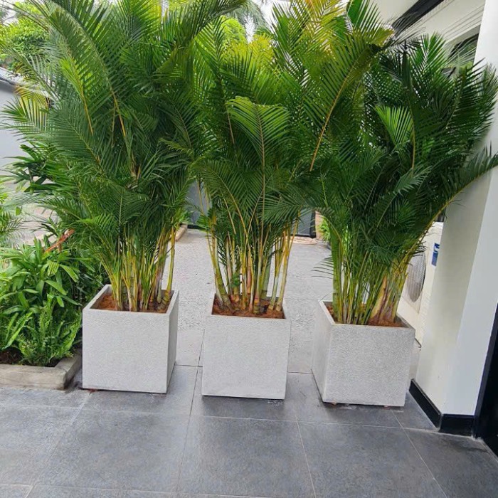 Chậu Cây Để Trước Cửa Nhà: Mang Lại May Mắn Và Làm Đẹp Không Gian Gallery 1
