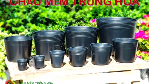 Chậu Nhựa Ươm Cây: Giúp Cây Con Khỏe Mạnh Và Phát Triển Tốt Gallery 1