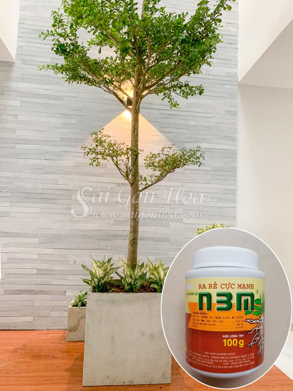 Cây Bàng Lá Nhỏ Trồng Trong Nhà Gallery 2