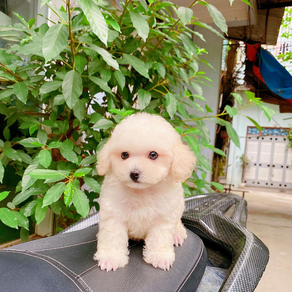 Chó Poodle Chân Ngắn Gallery 2