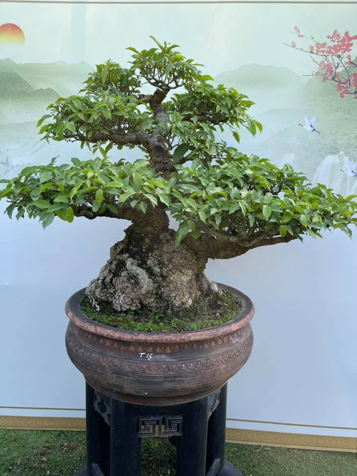 Dáng Cây Sung Đẹp Gallery 2