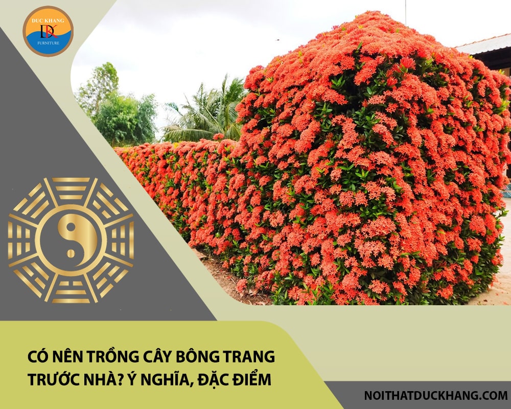 Em trồng giàn bông trước cửa nhà em Gallery 1