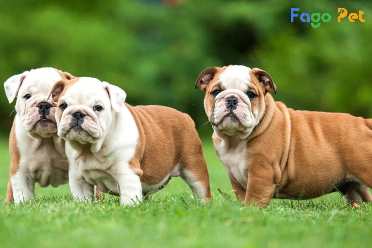 Các Giống Chó Bull: Đặc Điểm, Tính Cách Và Lựa Chọn Phù Hợp Gallery 2