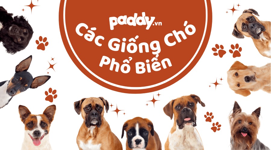 Những Giống Chó Phổ Biến Nhất Hiện Nay Gallery 2