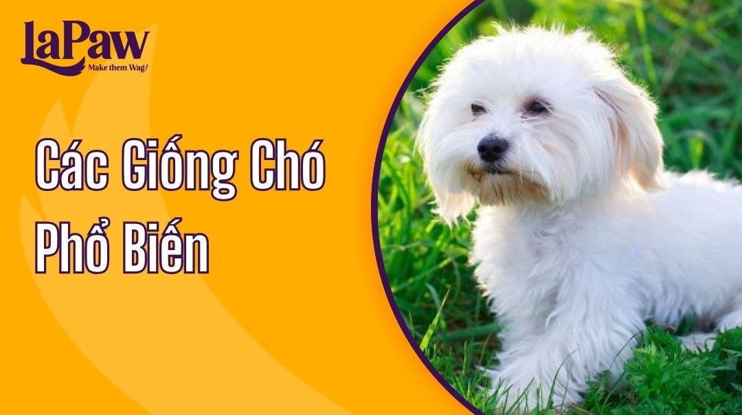 Những Giống Chó To Ở Việt Nam Gallery 2