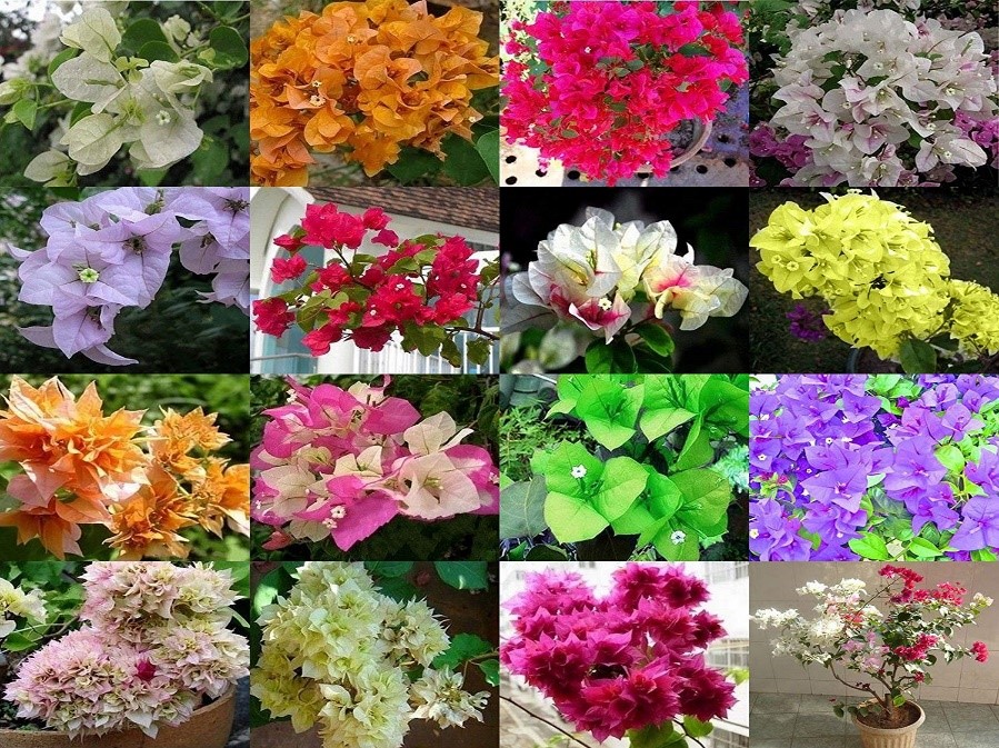 Các Giống Hoa Giấy Phổ Biến Và Đẹp Nhất Gallery 2
