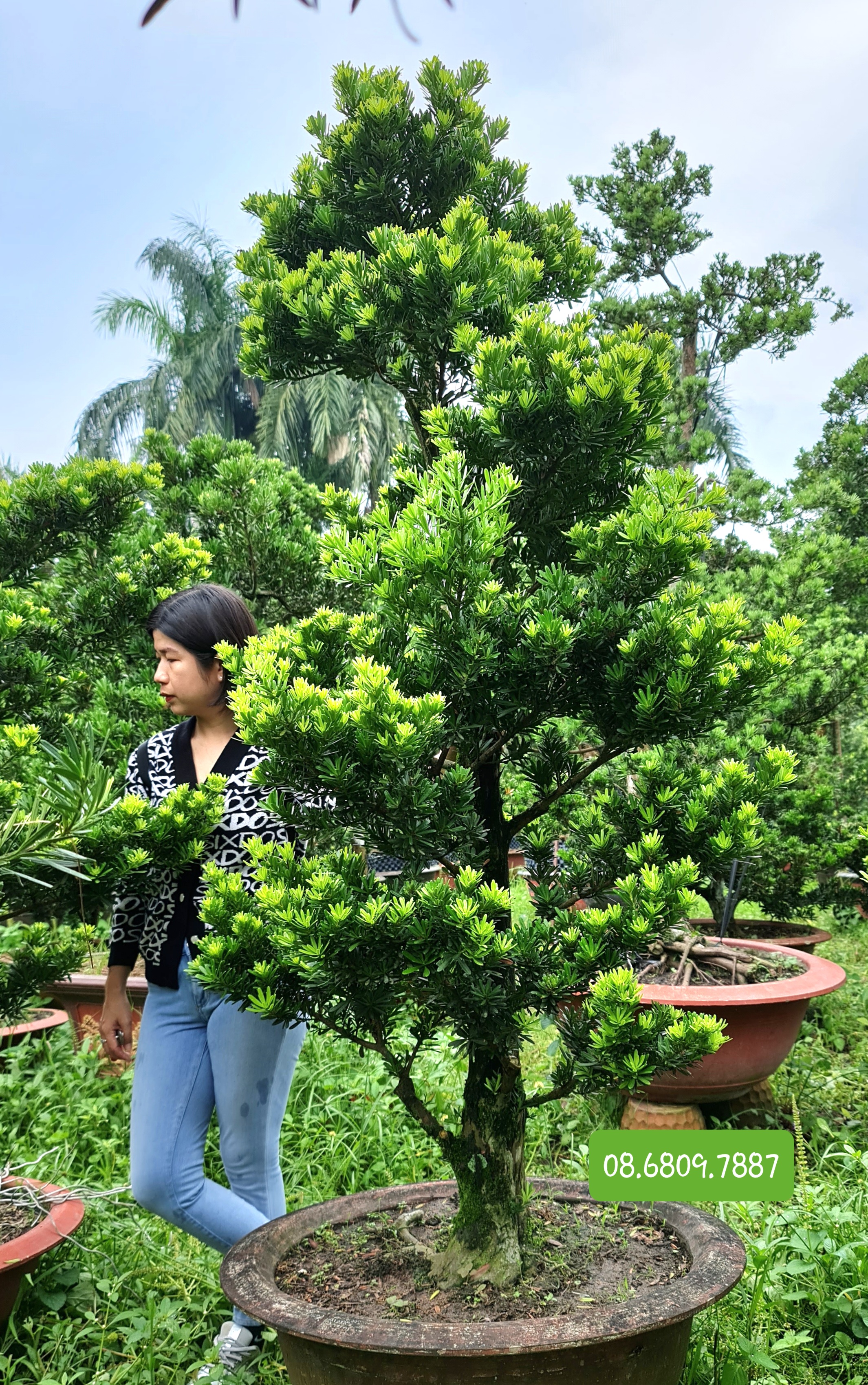 Tùng Kim Cương Giống Gallery 1