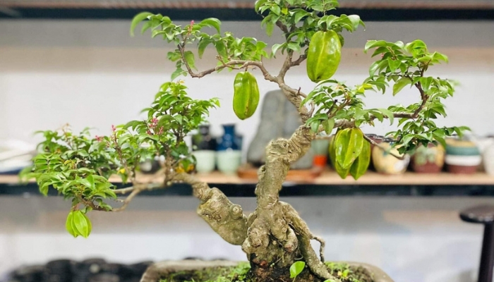 Cây Khế Cảnh Trồng Trong Nhà: Hướng Dẫn Chi Tiết Từ A Đến Z Gallery 1
