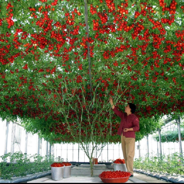 Hạt giống cà chua leo giàn Gallery 1