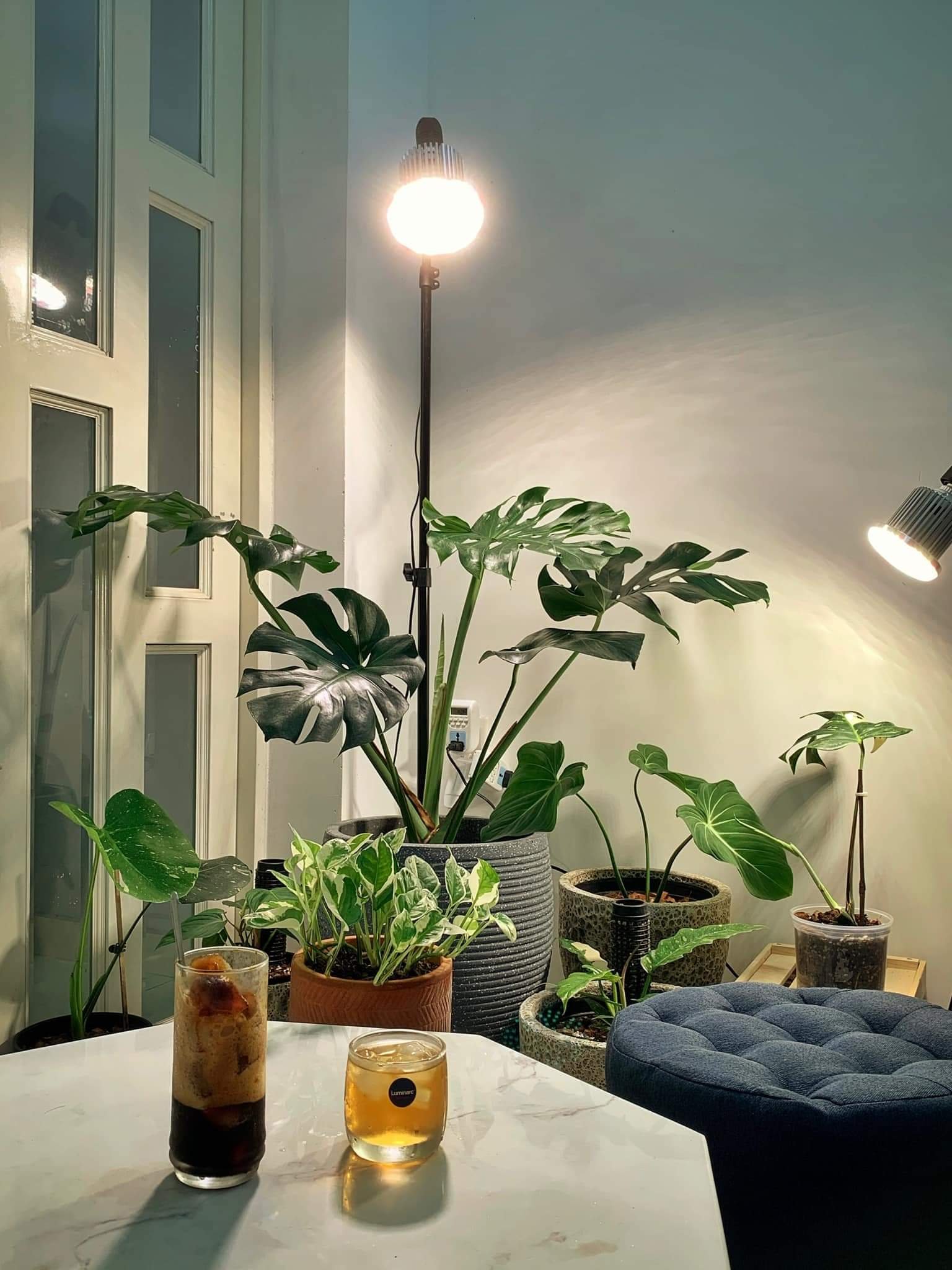 Kiểng Lá Trong Nhà: Làm Sao Để Chọn Và Chăm Sóc? Gallery 1